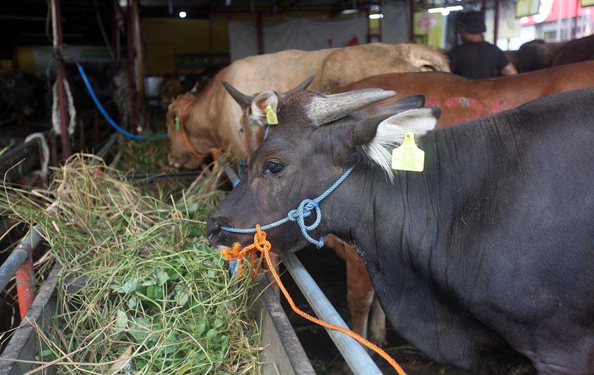 Sejumlah hewan kurban sapi asal Tabanan Bali di Pedagang Musimam Baba Farm Haji Dodo, Ciracas, Jakarta, Senin (26/5/2025).(Beritanasional.com/Oke Atmaja)