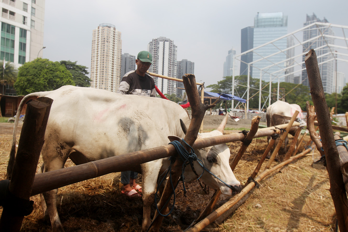 Hewan kurban Sapi asal Bima, Nusa Tenggara Barat (NTB) di pajang di Pasar Hewan Kurban Musiman Kawasan Kuningan, Jakarta, Jumat (14/6/2024). (BeritaNasional.Com/Oke Atmaja)