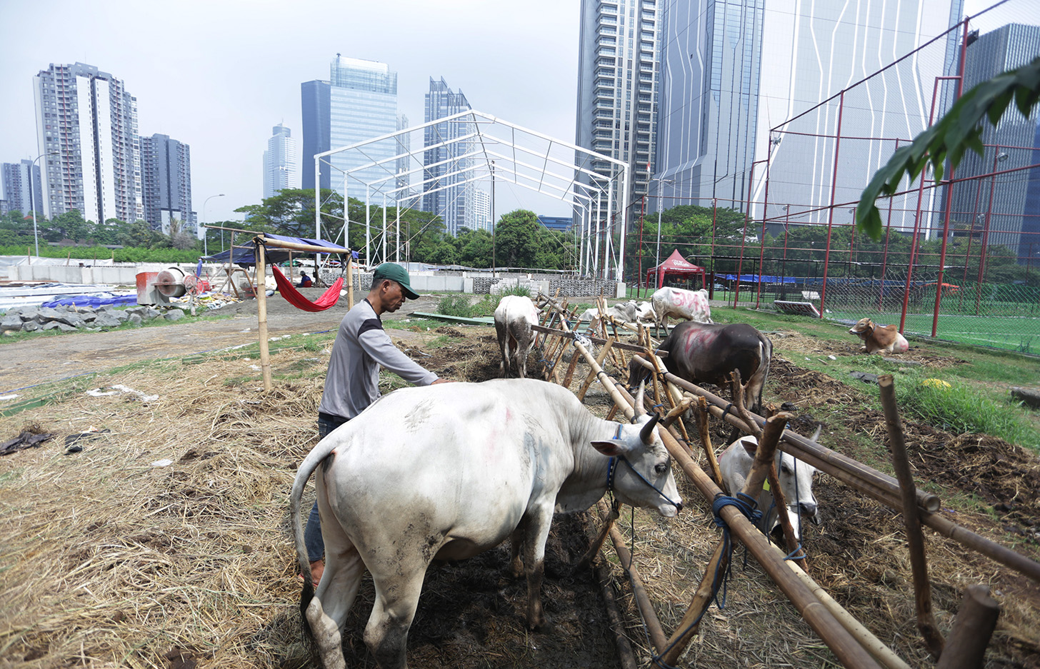 Hewan kurban Sapi asal Bima, Nusa Tenggara Barat (NTB) di pajang di Pasar Hewan Kurban Musiman Kawasan Kuningan, Jakarta, Jumat (14/6/2024). (BeritaNasional.Com/Oke Atmaja)