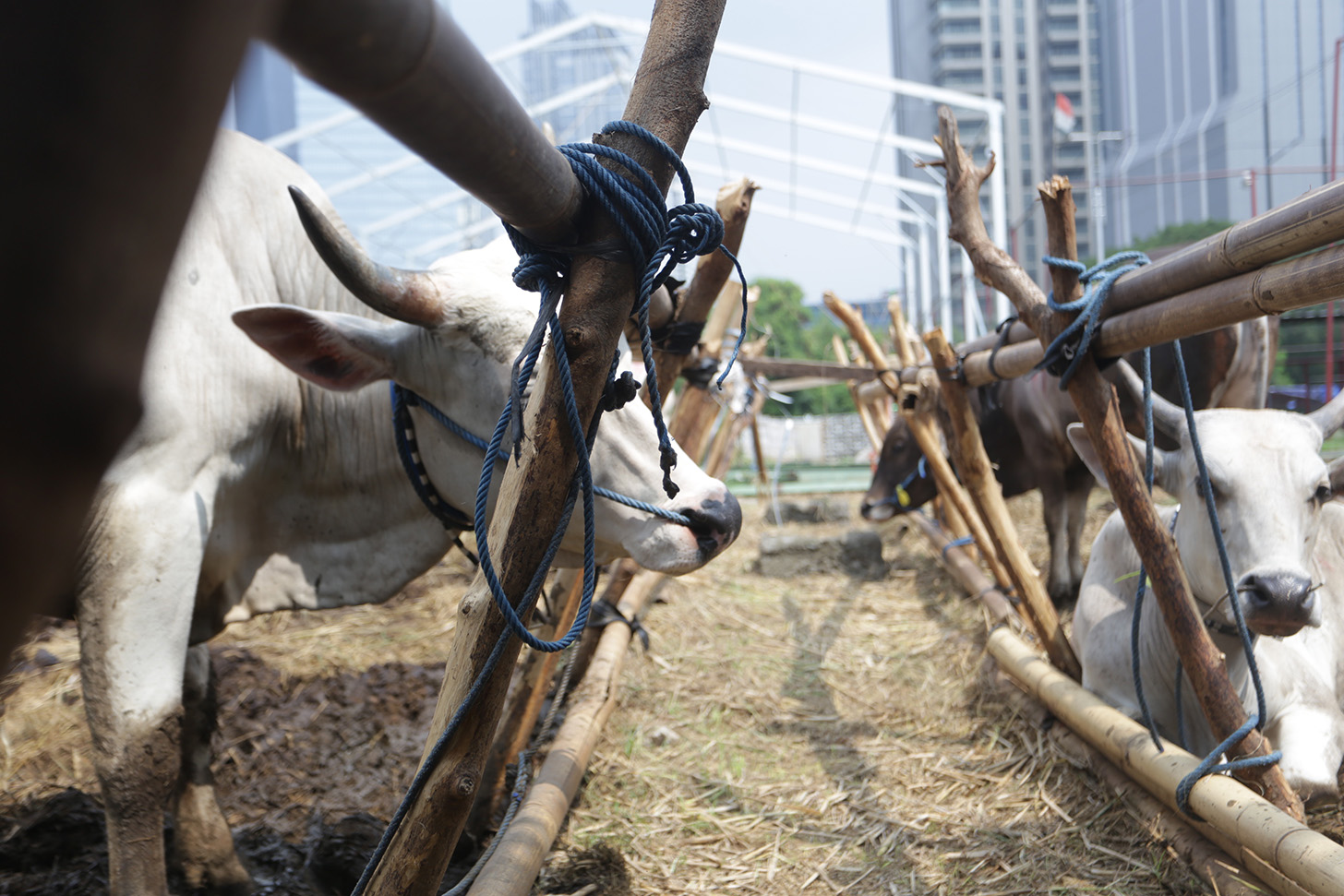 Hewan kurban Sapi asal Bima, Nusa Tenggara Barat (NTB) di pajang di Pasar Hewan Kurban Musiman Kawasan Kuningan, Jakarta, Jumat (14/6/2024). (BeritaNasional.Com/Oke Atmaja)