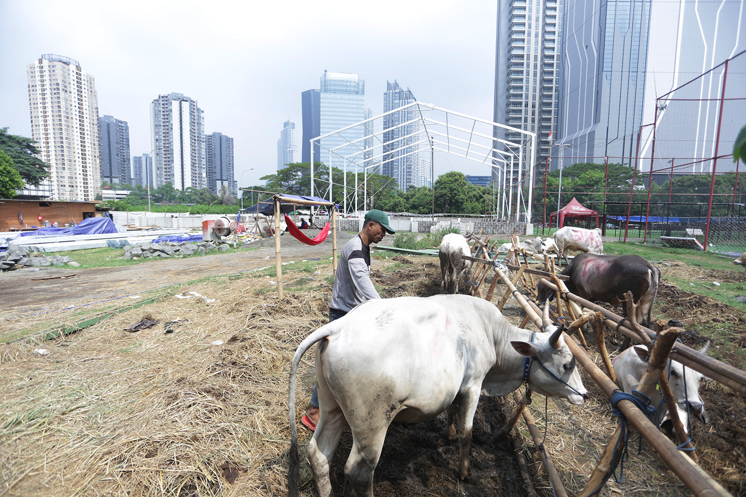 Hewan kurban Sapi asal Bima, Nusa Tenggara Barat (NTB) di pajang di Pasar Hewan Kurban Musiman Kawasan Kuningan, Jakarta, Jumat (14/6/2024). (BeritaNasional.Com/Oke Atmaja)