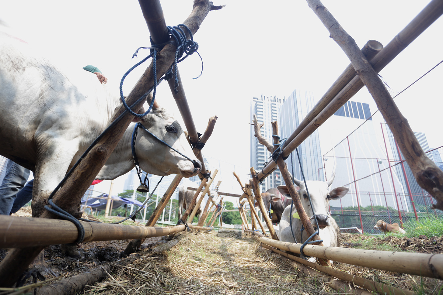 Hewan kurban Sapi asal Bima, Nusa Tenggara Barat (NTB) di pajang di Pasar Hewan Kurban Musiman Kawasan Kuningan, Jakarta, Jumat (14/6/2024). (BeritaNasional.Com/Oke Atmaja)