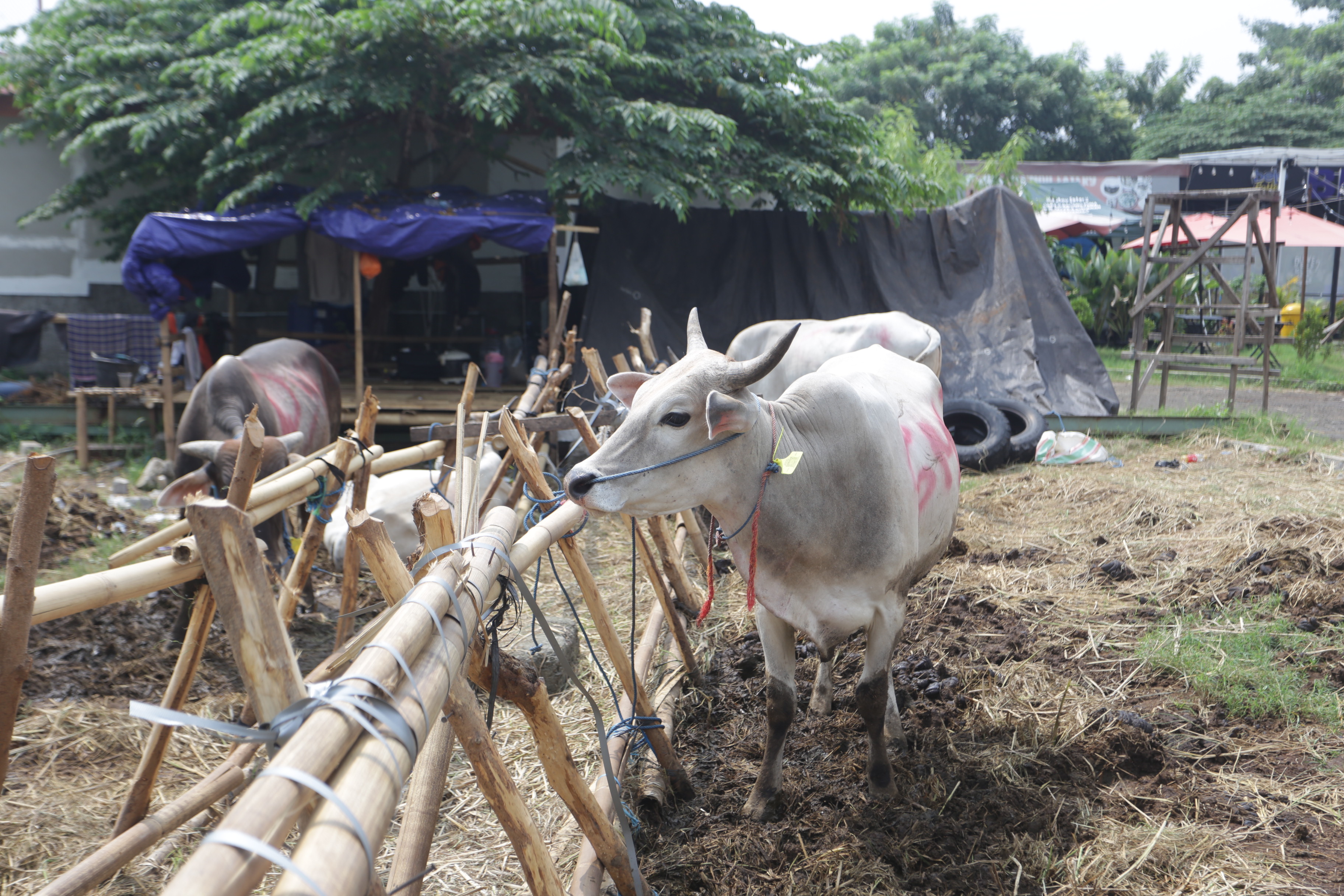 Hewan kurban Sapi asal Bima, Nusa Tenggara Barat (NTB) di pajang di Pasar Hewan Kurban Musiman Kawasan Kuningan, Jakarta, Jumat (14/6/2024). (BeritaNasional.Com/Oke Atmaja)