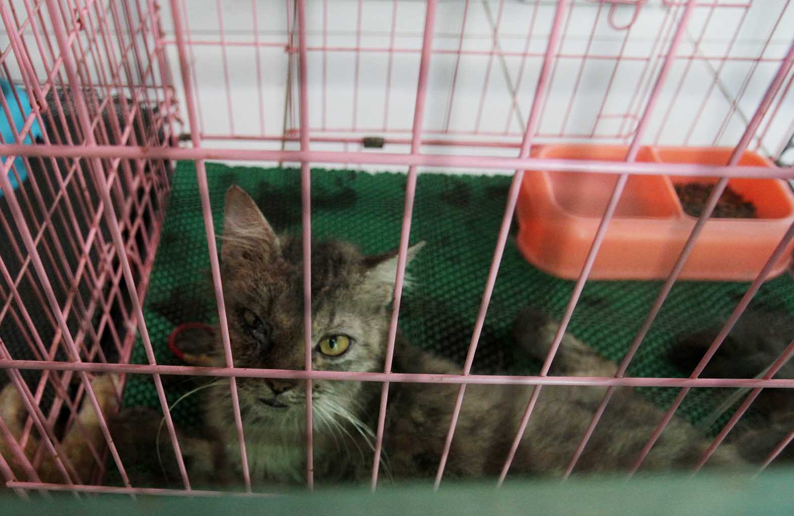 Jasa penitipan hewan di Amore Animal Clinic, Jakarta, Jumat (5/4). (BeritaNasional/Oke Atmaja)