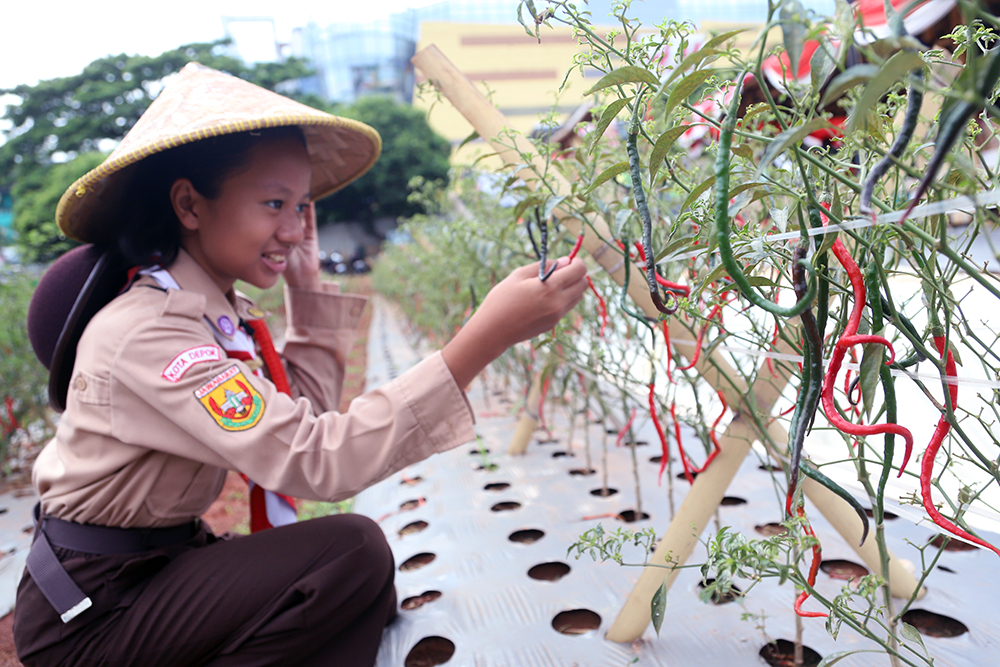 Kodim 0508/Depok bersama warga memanen cabai di lahan Urban Farming Pesona Square Depok. (BeritaNasional/Elvis Sendouw)