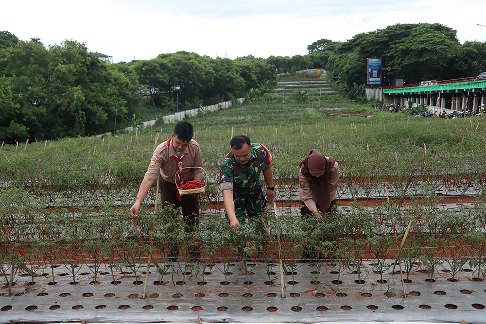 Kodim 0508/Depok bersama warga memanen cabai di lahan Urban Farming Pesona Square Depok. (BeritaNasional/Elvis Sendouw)