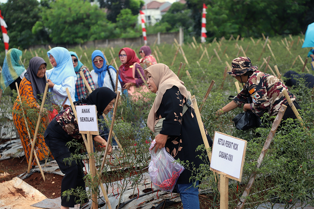 Kodim 0508/Depok bersama warga memanen cabai di lahan Urban Farming Pesona Square Depok. (BeritaNasional/Elvis Sendouw)