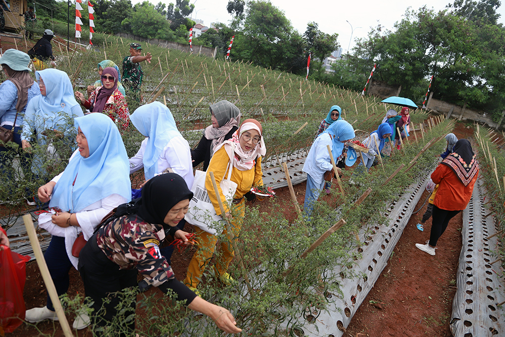 Kodim 0508/Depok bersama warga memanen cabai di lahan Urban Farming Pesona Square Depok. (BeritaNasional/Elvis Sendouw)