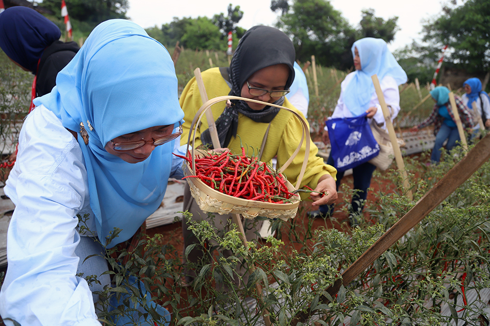 Kodim 0508/Depok bersama warga memanen cabai di lahan Urban Farming Pesona Square Depok. (BeritaNasional/Elvis Sendouw)