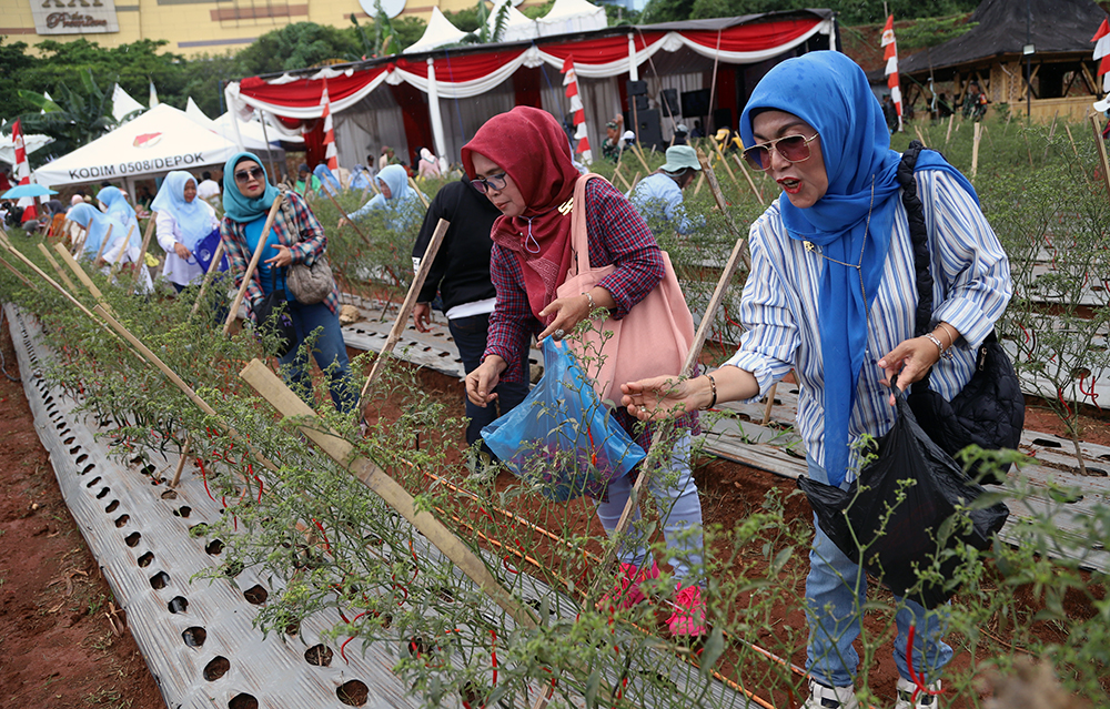 Kodim 0508/Depok bersama warga memanen cabai di lahan Urban Farming Pesona Square Depok. (BeritaNasional/Elvis Sendouw)