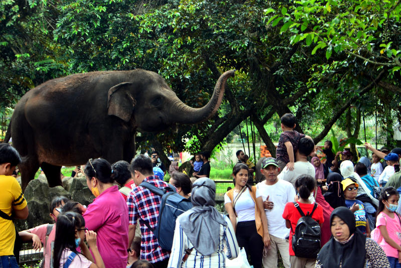 Wisatawan lokal mengisi waktu libur nataru ke Taman Margasatwa Ragunan. (BeritaNasional/Elvis Sendouw)