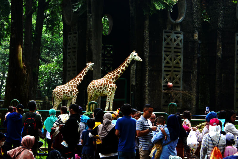 Wisatawan lokal mengisi waktu libur nataru ke Taman Margasatwa Ragunan. (BeritaNasional/Elvis Sendouw)