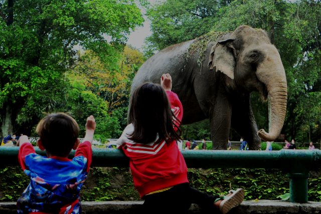 Wisatawan lokal mengisi waktu libur nataru ke Taman Margasatwa Ragunan. (BeritaNasional/Elvis Sendouw)