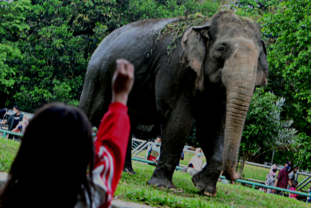 Wisatawan lokal mengisi waktu libur nataru ke Taman Margasatwa Ragunan. (BeritaNasional/Elvis Sendouw)