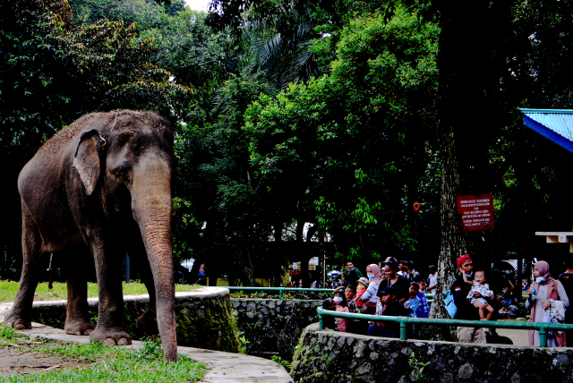 Wisatawan lokal mengisi waktu libur nataru ke Taman Margasatwa Ragunan. (BeritaNasional/Elvis Sendouw)