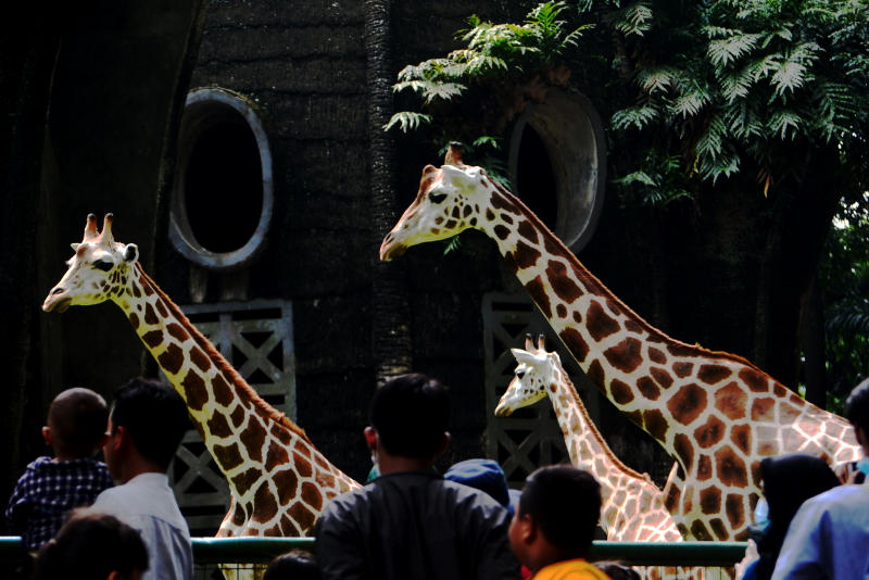 Wisatawan lokal mengisi waktu libur nataru ke Taman Margasatwa Ragunan. (BeritaNasional/Elvis Sendouw)