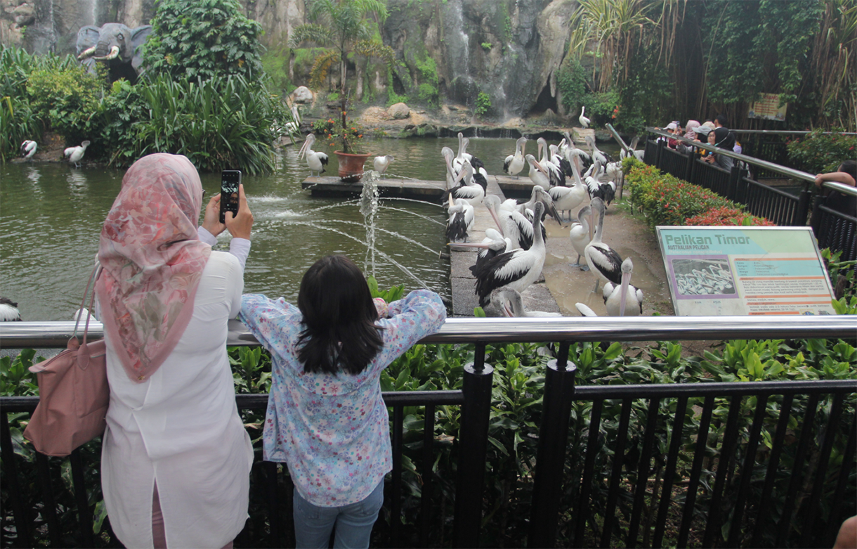 Pengunjung melihat burung Pelikan (Pelecanus Onocrotalus) saat berwisata di Taman Margasatwa Ragunan, Jakarta, Sabtu (4/1/2025). (BeritaNasional.com/Oke Atmaja