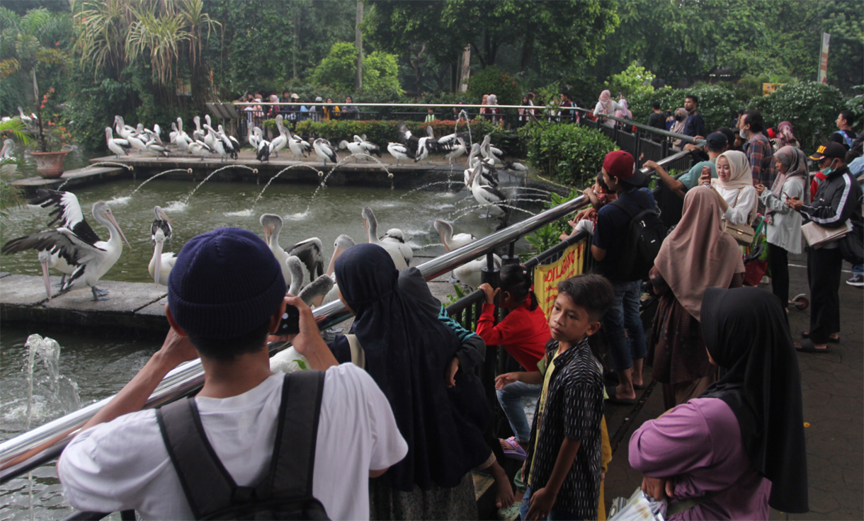 Pengunjung melihat burung Pelikan (Pelecanus Onocrotalus) saat berwisata di Taman Margasatwa Ragunan, Jakarta, Sabtu (4/1/2025). (BeritaNasional.com/Oke Atmaja