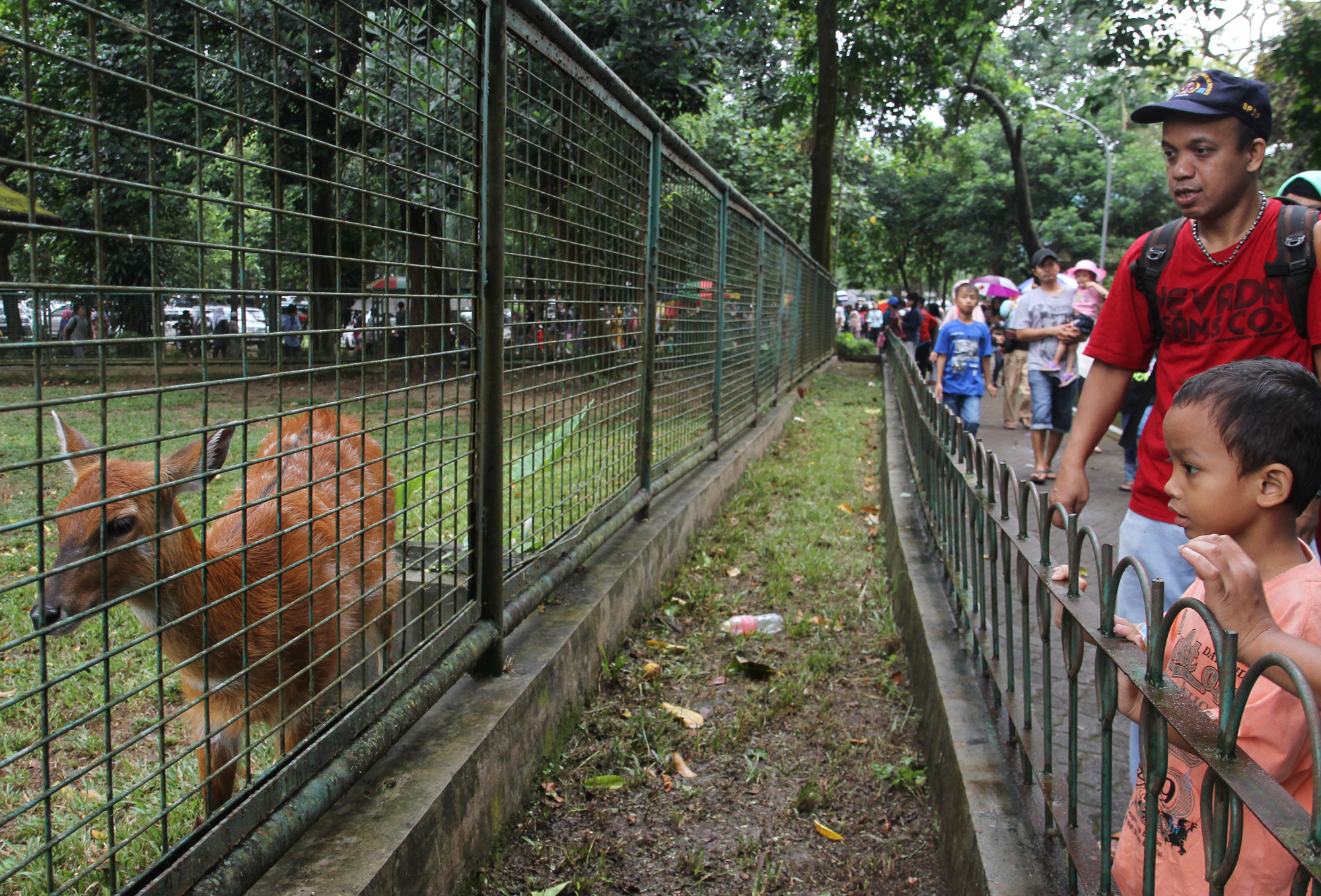 Pengunjung melihat burung Pelikan (Pelecanus Onocrotalus) saat berwisata di Taman Margasatwa Ragunan, Jakarta, Sabtu (4/1/2025). (BeritaNasional.com/Oke Atmaja