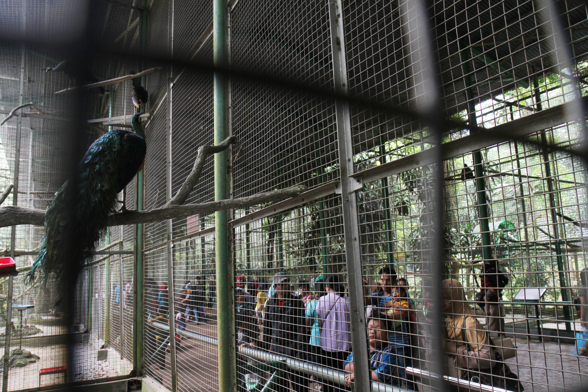 Pengunjung melihat burung Pelikan (Pelecanus Onocrotalus) saat berwisata di Taman Margasatwa Ragunan, Jakarta, Sabtu (4/1/2025). (BeritaNasional.com/Oke Atmaja