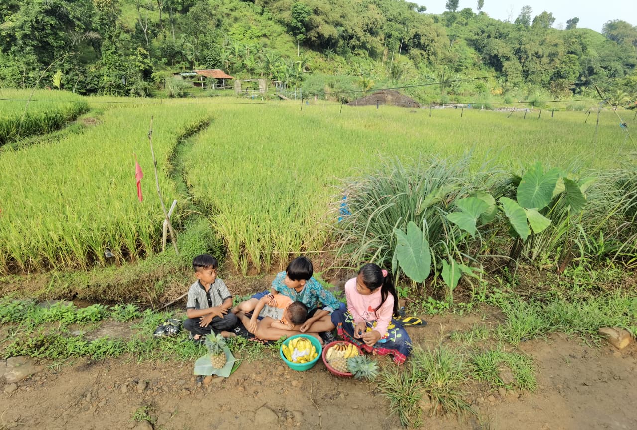 Anak-anak menjajakan hasil kebun kepada wisatawan di jalur tracking Sentul. (BeritaNasional/Elvis Sendouw)