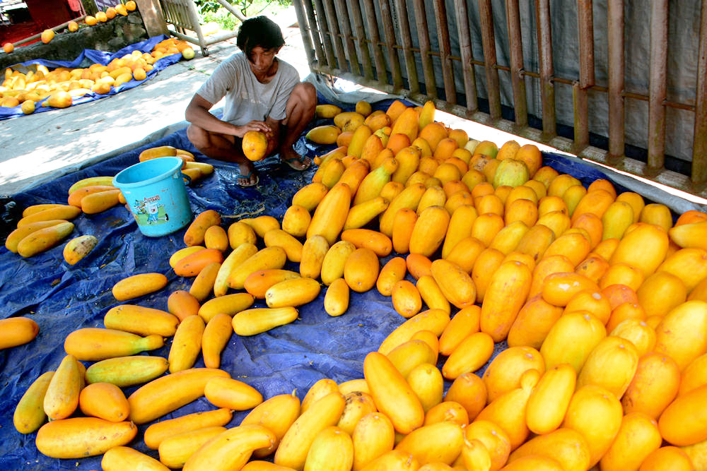 Panen buah timun suri di bulan Ramadan. (BeritaNasional/Elvis Sendouw)