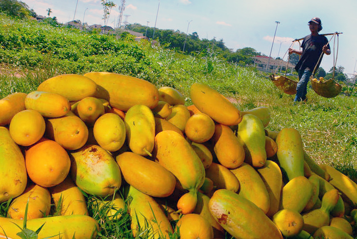 Panen buah timun suri di bulan Ramadan. (BeritaNasional/Elvis Sendouw)