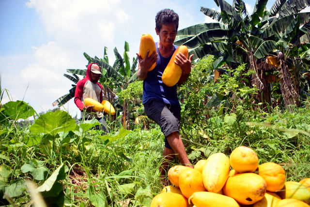 Panen buah timun suri di bulan Ramadan. (BeritaNasional/Elvis Sendouw)