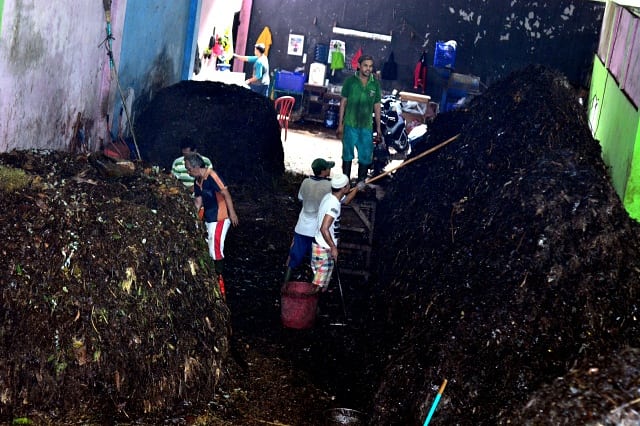 Pekerja pengelola sampah ranting dan dahan pohon untuk dijadikan pupuk organik. (BeritaNasional/Elvis Sendouw)