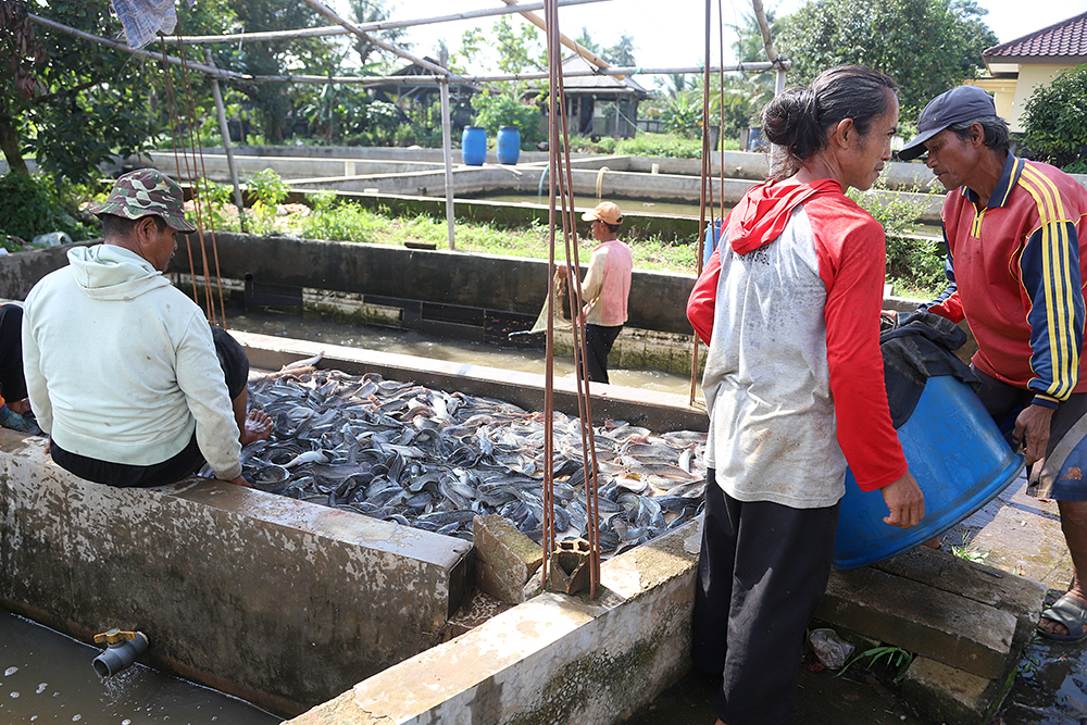 Pekerja saat memanen ikan lele di daerah Sawangan, Depok, Jawa Barat. (BeritaNasional/Elvis Sendouw)