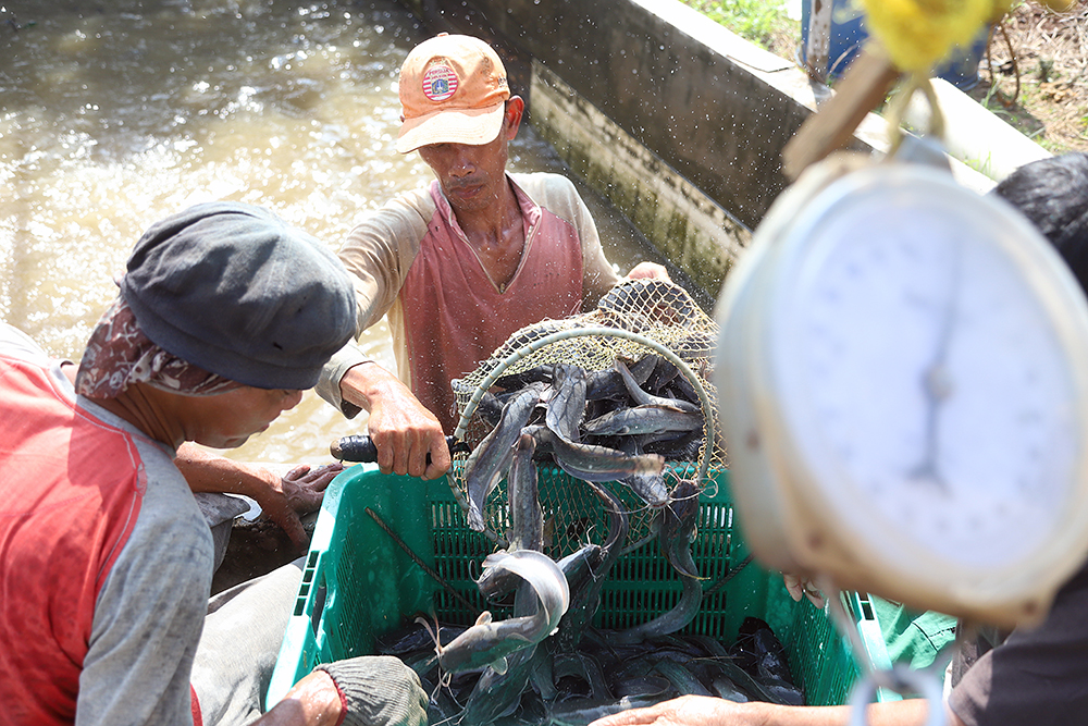 Pekerja saat memanen ikan lele di daerah Sawangan, Depok, Jawa Barat. (BeritaNasional/Elvis Sendouw)