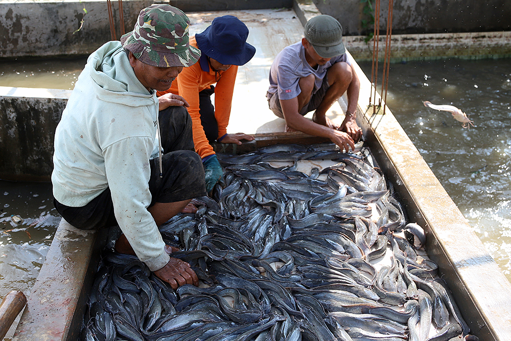 Pekerja saat memanen ikan lele di daerah Sawangan, Depok, Jawa Barat. (BeritaNasional/Elvis Sendouw)