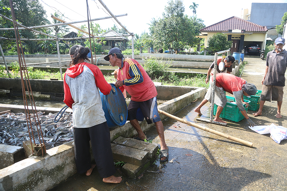 Pekerja saat memanen ikan lele di daerah Sawangan, Depok, Jawa Barat. (BeritaNasional/Elvis Sendouw)