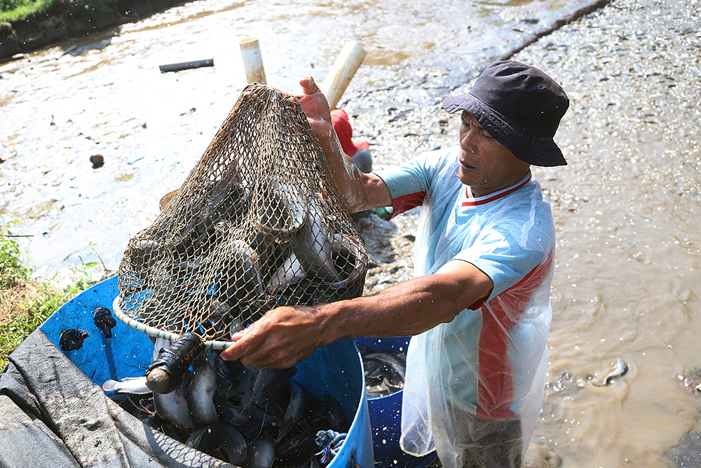 Pekerja saat memanen ikan lele di daerah Sawangan, Depok, Jawa Barat. (BeritaNasional/Elvis Sendouw)