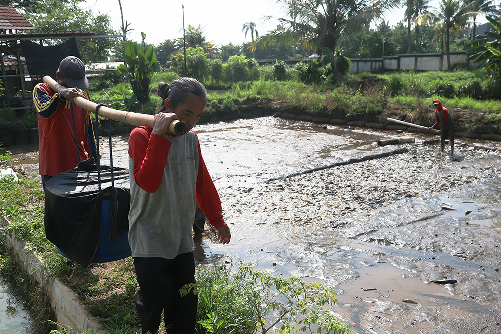 Pekerja saat memanen ikan lele di daerah Sawangan, Depok, Jawa Barat. (BeritaNasional/Elvis Sendouw)