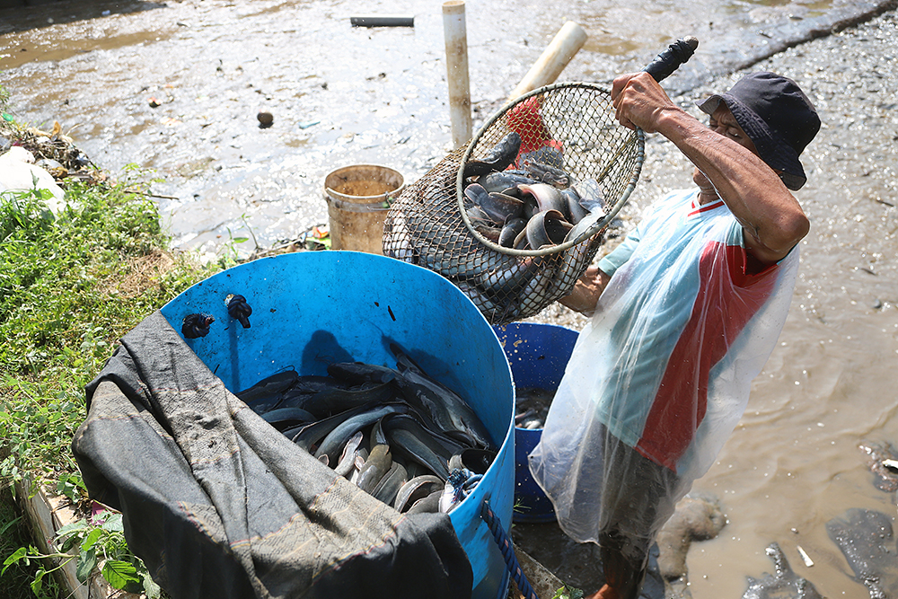 Pekerja saat memanen ikan lele di daerah Sawangan, Depok, Jawa Barat. (BeritaNasional/Elvis Sendouw)