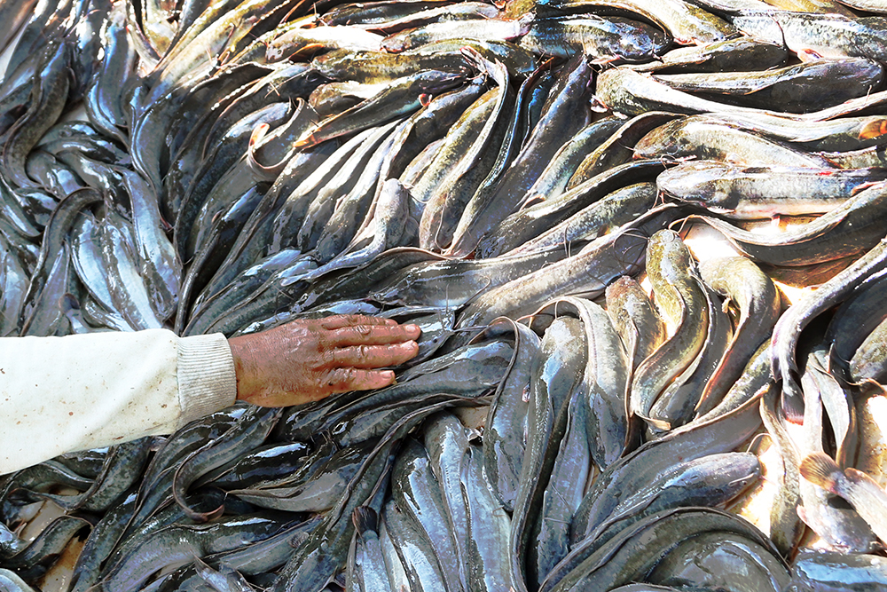 Pekerja saat memanen ikan lele di daerah Sawangan, Depok, Jawa Barat. (BeritaNasional/Elvis Sendouw)