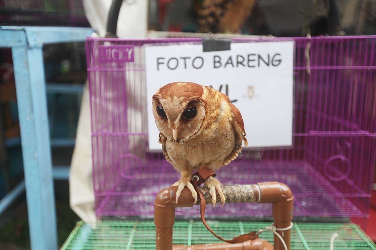 Suasana Pameran Flora dan Fauna (Flona) 2025 di Taman Lapangan Banteng, Jakarta, Rabu (20/8/2025). (Beritanasional.com/Oke Atmaja)