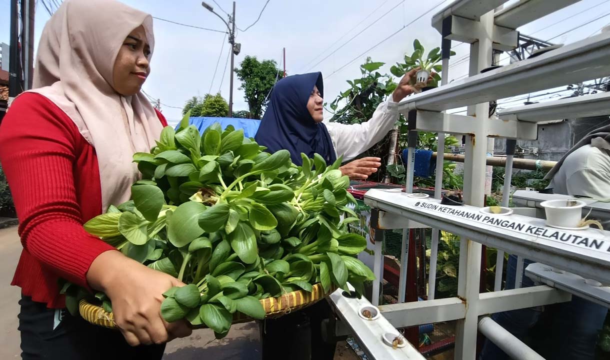 Pengurus RW 08 Bersama anggota PKK memanen sayur pakcoy di Menteng Jaya, Jakarta,Sabtu(13/12/2025). (Beritanasional.com/Oke Atmaja)
