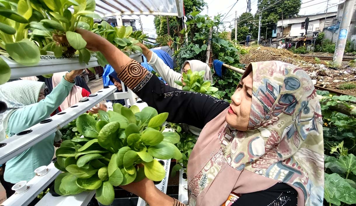 Pengurus RW 08 Bersama anggota PKK memanen sayur pakcoy di Menteng Jaya, Jakarta,Sabtu(13/12/2025). (Beritanasional.com/Oke Atmaja)