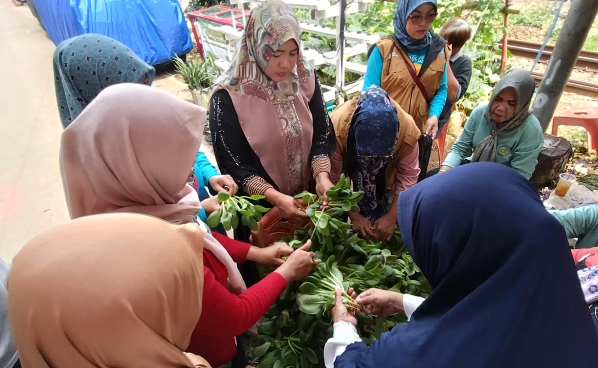 Pengurus RW 08 Bersama anggota PKK memanen sayur pakcoy di Menteng Jaya, Jakarta,Sabtu(13/12/2025). (Beritanasional.com/Oke Atmaja)