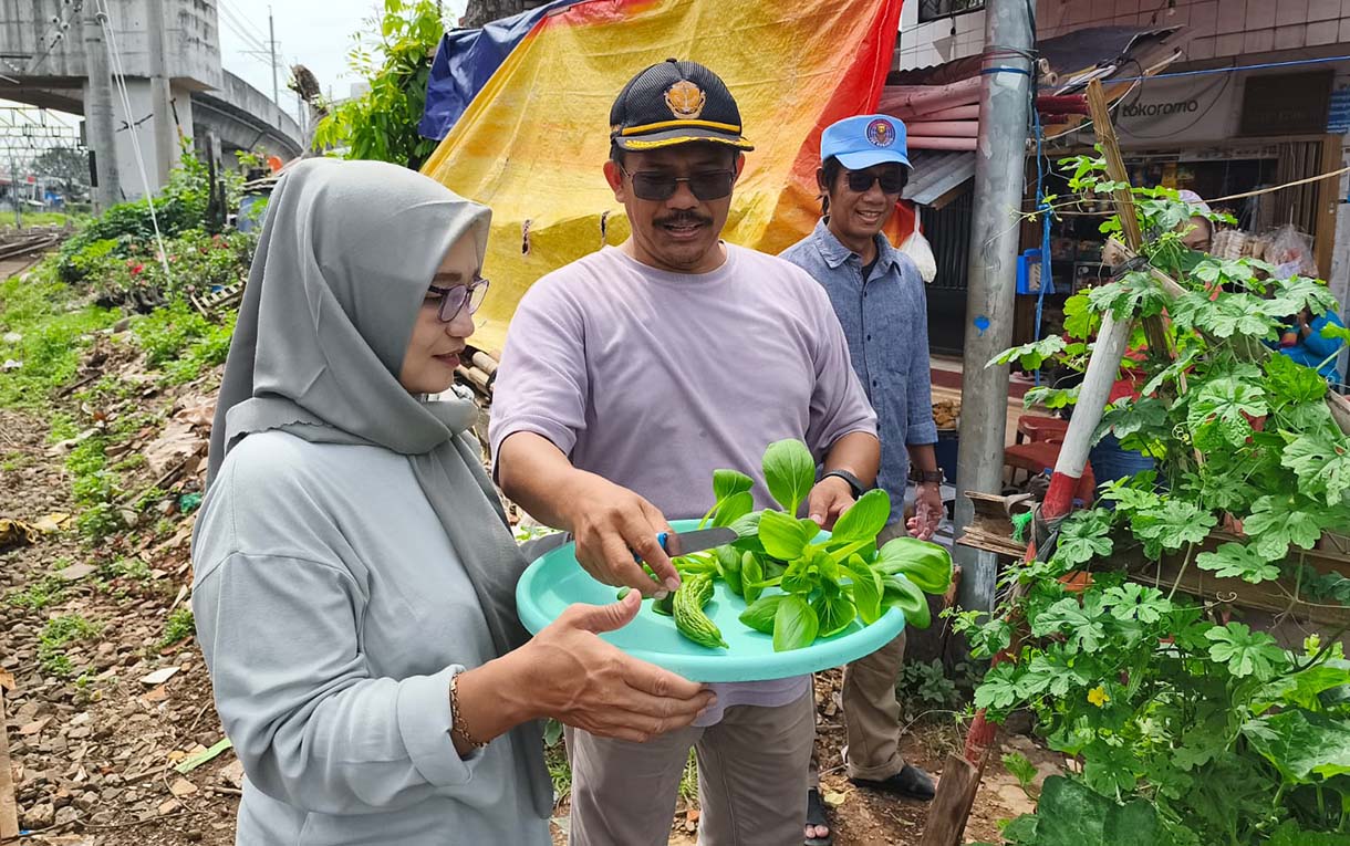Pengurus RW 08 Bersama anggota PKK memanen sayur pakcoy di Menteng Jaya, Jakarta,Sabtu(13/12/2025). (Beritanasional.com/Oke Atmaja)