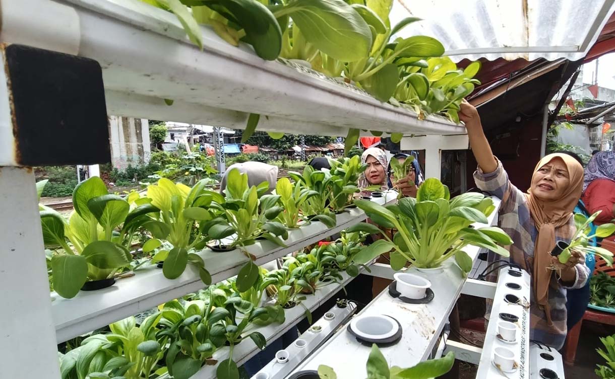 Pengurus RW 08 Bersama anggota PKK memanen sayur pakcoy di Menteng Jaya, Jakarta,Sabtu(13/12/2025). (Beritanasional.com/Oke Atmaja)
