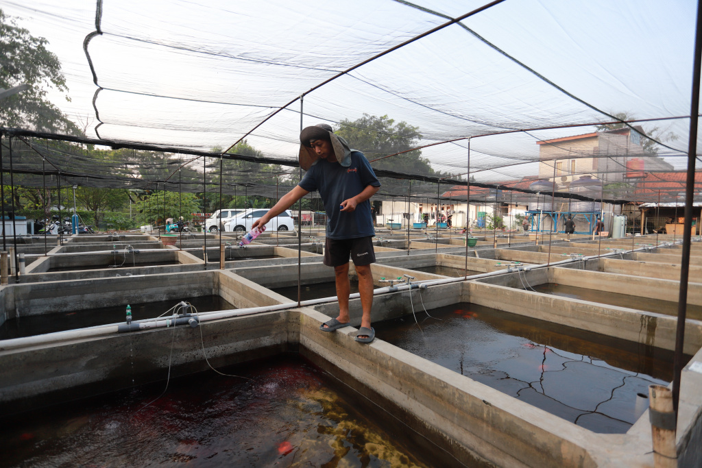 Pembudidaya Ikan Mas Koki Keluhkan Dampak Cuaca Ekstrem Pembudidaya ikan Mas Koki (Goldfish) saat menggecek kondisi ikan di area pembudidayaan Goldfish Farm, Serpong, Tangerang Selatan, Banten, Sabtu (14/6/2025). (Beritanasional.com/Oke Atmaja)