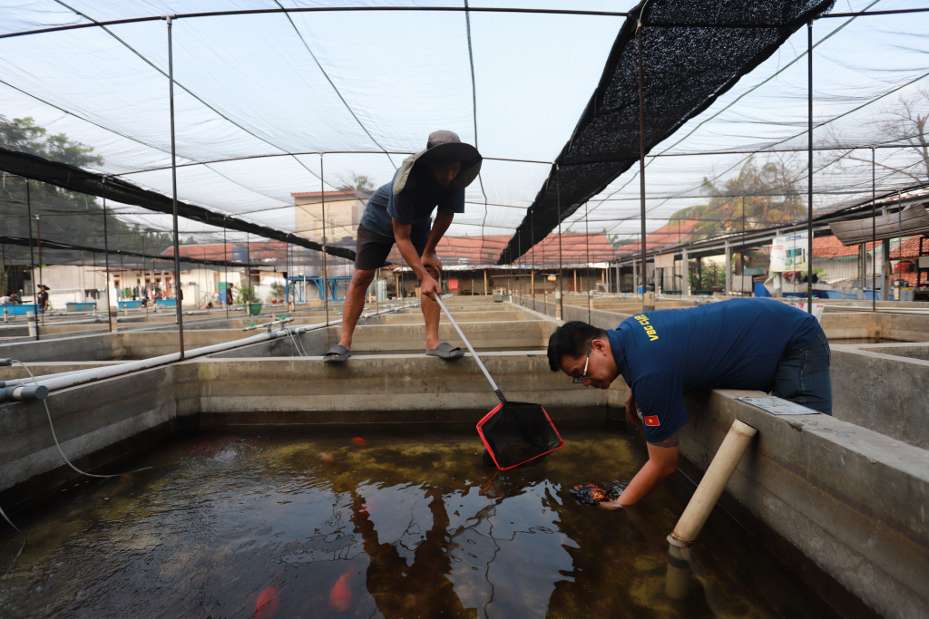 Pembudidaya Ikan Mas Koki Keluhkan Dampak Cuaca Ekstrem Pembudidaya ikan Mas Koki (Goldfish) saat menggecek kondisi ikan di area pembudidayaan Goldfish Farm, Serpong, Tangerang Selatan, Banten, Sabtu (14/6/2025). (Beritanasional.com/Oke Atmaja)