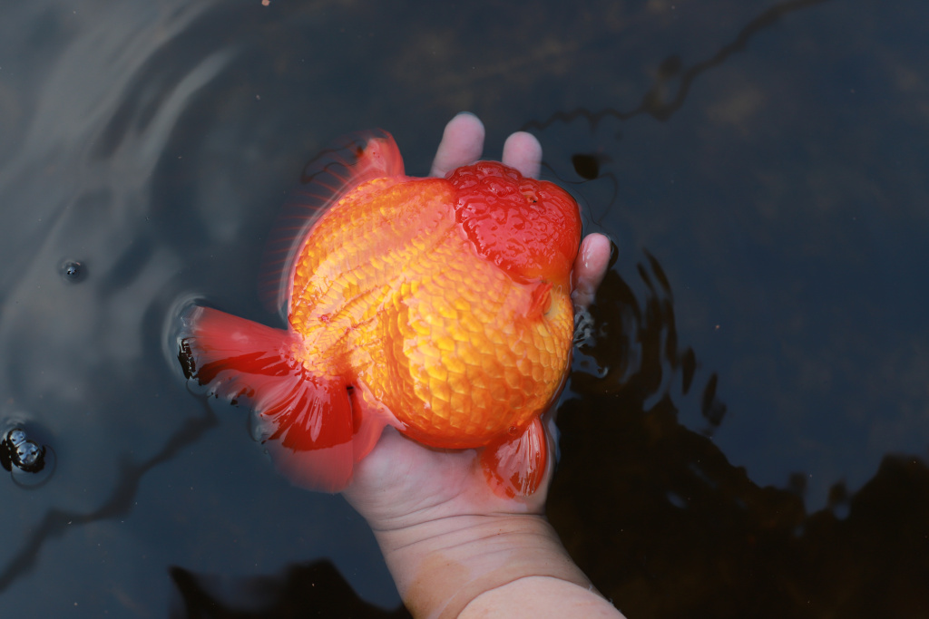Pembudidaya Ikan Mas Koki Keluhkan Dampak Cuaca Ekstrem Pembudidaya ikan Mas Koki (Goldfish) saat menggecek kondisi ikan di area pembudidayaan Goldfish Farm, Serpong, Tangerang Selatan, Banten, Sabtu (14/6/2025). (Beritanasional.com/Oke Atmaja)