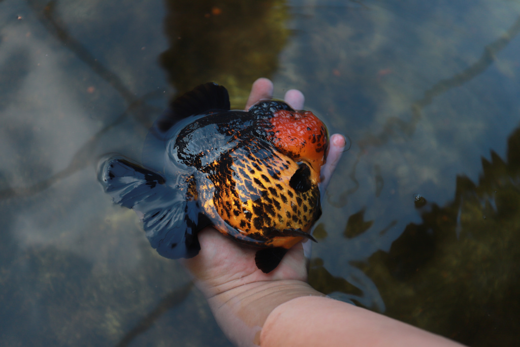 Pembudidaya Ikan Mas Koki Keluhkan Dampak Cuaca Ekstrem Pembudidaya ikan Mas Koki (Goldfish) saat menggecek kondisi ikan di area pembudidayaan Goldfish Farm, Serpong, Tangerang Selatan, Banten, Sabtu (14/6/2025). (Beritanasional.com/Oke Atmaja)