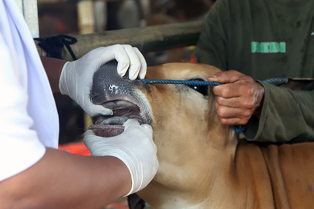Pemeriksaan Kesehatan Sapi Kurban Jelang Idul Adha Dokter hewan memeriksa kesehatan sapi. (BeritaNasional/Elvis Sendouw)