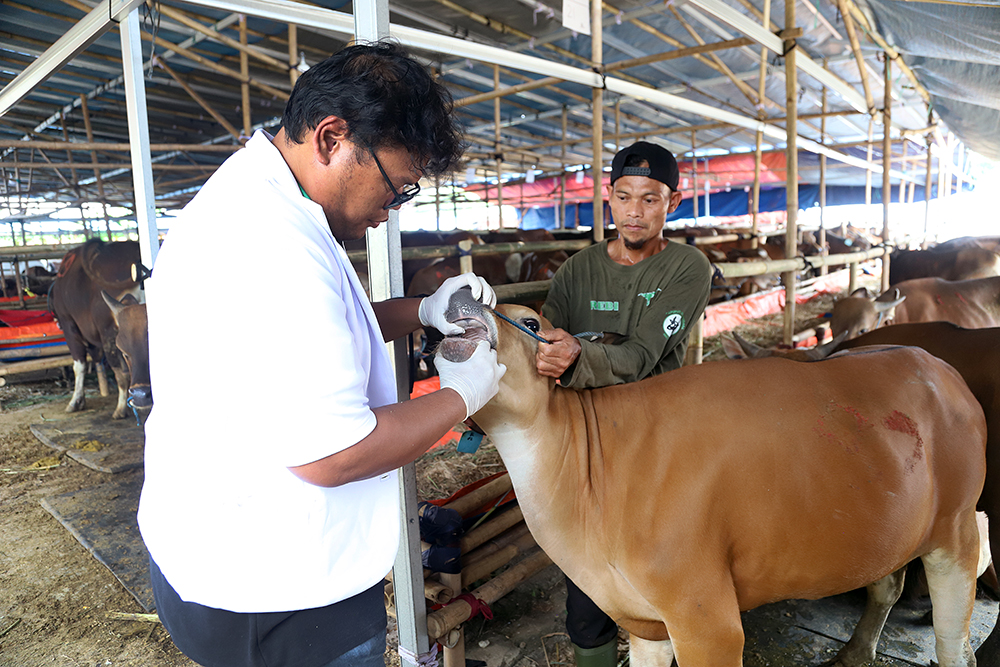 Pemeriksaan Kesehatan Sapi Kurban Jelang Idul Adha Dokter hewan memeriksa kesehatan sapi. (BeritaNasional/Elvis Sendouw)