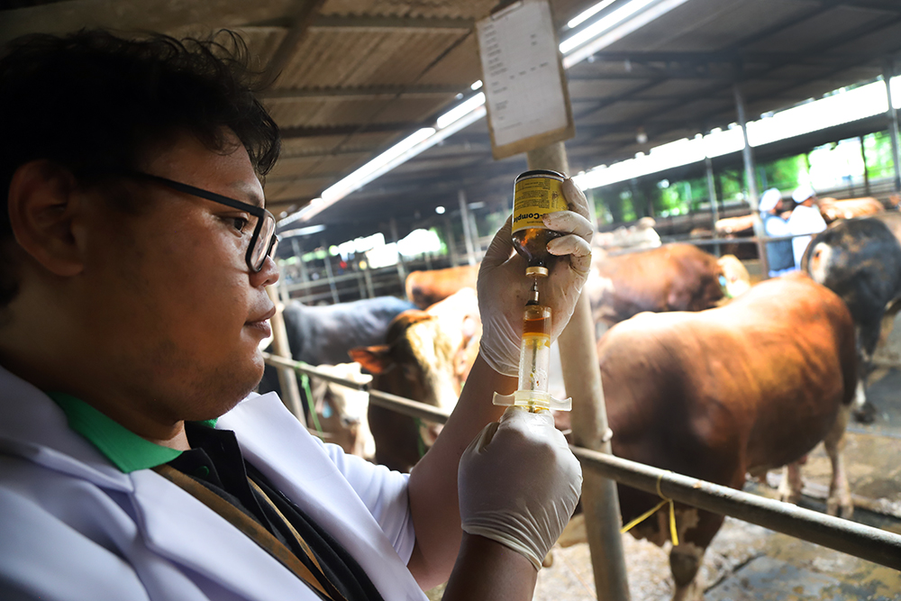 Dokter hewan memeriksa kesehatan sapi. (BeritaNasional/Elvis Sendouw)